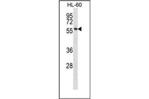 Western blot analysis of ONECUT1 Antibody (C-term) in HL-60 cell line lysates (35ug/lane). (ONECUT1 antibody  (C-Term))