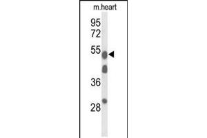 Western blot analysis of A1BG Antibody in mouse heart tissue lysates (35ug/lane) (A1BG antibody  (AA 225-254))