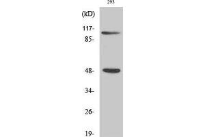 Western Blot analysis of 293T cells using NFκB-p105/p50 Polyclonal Antibody at dilution of 1:500. (NFKB1 antibody)