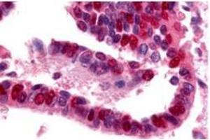 Image no. 1 for anti-Ubiquitin-Like Modifier Activating Enzyme 1 (UBA1) antibody (ABIN226628) (UBA1 antibody)