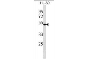 Western blot analysis in HL-60 cell line lysates (35ug/lane). (NAAA antibody  (C-Term))