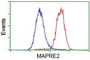 Image no. 2 for anti-Microtubule-Associated Protein, RP/EB Family, Member 2 (MAPRE2) antibody (ABIN1499315) (MAPRE2 antibody)