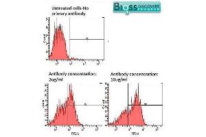 This image has been kindly submitted by Efi Tsouko from the University of Houston. (GLUT12 antibody  (AA 251-350))