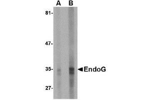 Image no. 1 for anti-Endonuclease G (ENDOG) (AA 76-170) antibody (ABIN1491666) (Endonuclease G antibody  (AA 76-170))