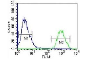 HOPX antibody flow cytometric analysis of 293 cells (green) compared to a negative control (blue). (HOPX antibody  (AA 39-67))