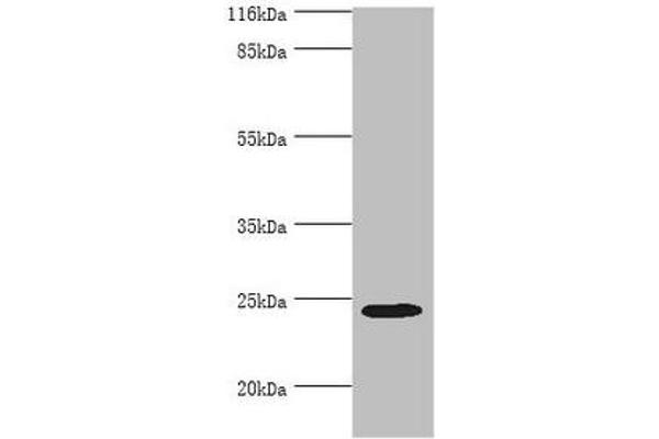 MIS12 antibody  (AA 1-305)