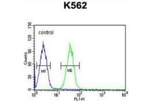Flow cytometric analysis of K562 cells (right histogram) compared to a negative control cell (left histogram) using EFHC2  Antibody (N-term), followed by FITC-conjugated goat-anti-rabbit secondary antibodies. (EFHC2 antibody  (N-Term))