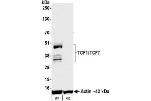 Western Blotting (WB) image for anti-Transcription Factor 7 (T-Cell Specific, HMG-Box) (TCF7) (AA 200-250) antibody (ABIN7449420) (Recombinant TCF7 antibody  (AA 200-250))