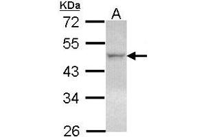 Western Blotting (WB) image for anti-Nuclear Receptor Subfamily 1, Group H, Member 2 (NR1H2) (AA 162-325) antibody (ABIN467613) (NR1H2 antibody  (AA 162-325))