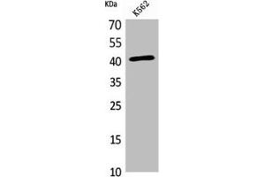 Western Blot analysis of K562 cells using L-Selectin Polyclonal Antibody (L-Selectin antibody  (Internal Region))
