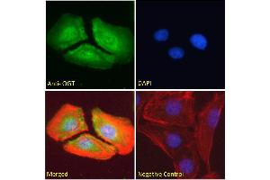 ABIN190863 Immunofluorescence analysis of paraformaldehyde fixed U2OS cells, permeabilized with 0.