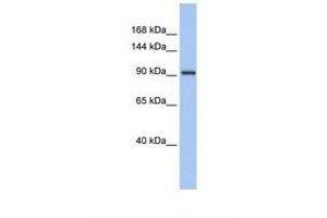 Image no. 1 for anti-Zinc Finger Protein 295 (ZNF295) (AA 38-87) antibody (ABIN6737690) (ZNF295 antibody  (AA 38-87))