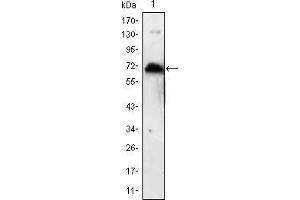 Western blot analysis using KLHL1 mAb against human KLHL1 (AA: 202-506) recombinant protein.