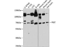 Western blot analysis of extracts of various cell lines, using PIGT antibody (ABIN6129764, ABIN6145621, ABIN6145622 and ABIN6215696) at 1:3000 dilution. (PIGT antibody  (AA 260-460))