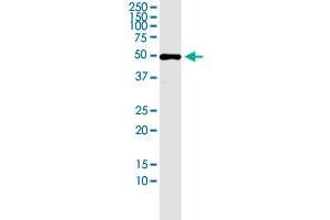 SLC7A6OS monoclonal antibody (M04), clone 3D10. (SLC7A6OS antibody  (AA 1-309))