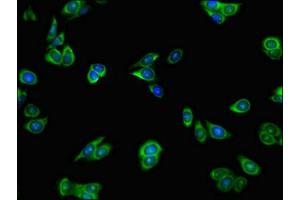 Immunofluorescent analysis of HepG2 cells using ABIN7155128 at dilution of 1:100 and Alexa Fluor 488-congugated AffiniPure Goat Anti-Rabbit IgG(H+L) (HNRPLL antibody  (AA 1-72))