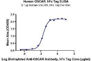 Immobilized Human OSCAR, hFc Tag at 1 μg/mL (100 μL/Well) on the plate. (OSCAR Protein (AA 19-229) (Fc Tag))