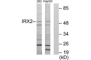 Western blot analysis of extracts from 293 cells and HepG2 cells, using IRX2 antibody. (IRX2 antibody  (Internal Region))
