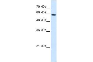 WB Suggested Anti-PSG9 Antibody Titration:  0.