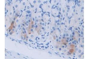 DAB staining on IHC-P; Samples: Mouse Stomach Tissue (Cholecystokinin antibody  (AA 1-115))