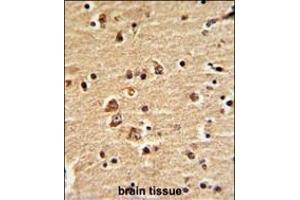 Formalin-fixed and paraffin-embedded human brain with EN2 Antibody (C-term-2), which was peroxidase-conjugated to the secondary antibody, followed by DAB staining. (EN2 antibody  (C-Term))