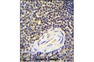 AC Antibody (N-term) 1134a immunohistochemistry analysis in formalin fixed and paraffin embedded human spleen tissue followed by peroxidase conjugation of the secondary antibody and DAB staining. (ACAP1 antibody  (N-Term))