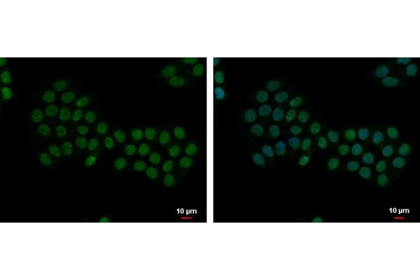 AEN antibody  (C-Term)