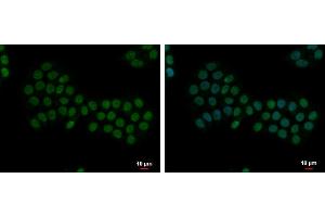 ICC/IF Image Apoptosis-enhancing nuclease antibody [C2C3], C-term detects Apoptosis-enhancing nuclease protein at nucleus by immunofluorescent analysis. (AEN antibody  (C-Term))