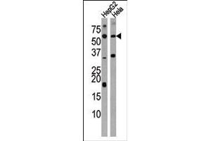 Western blot analysis of anti-ACVR1C Antibody (N-term) in HepG2 and Hela cell line lysate (35ug/lane).