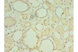 Immunohistochemistry of paraffin-embedded human kidney tissue using ABIN7159050 at dilution of 1:100