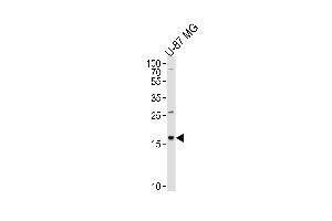 Western blot analysis of lysate from U-87 MG cell line, using CXCL2 Antibody at 1:1000 at each lane. (CXCL2 antibody  (C-Term))