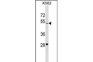 LDHAL6B Antibody (N-term) (ABIN1539391 and ABIN2849977) western blot analysis in K562 cell line lysates (35 μg/lane).