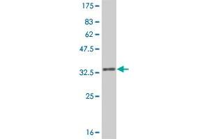 Western Blot detection against Immunogen (31. (IL-8 antibody  (AA 21-99))