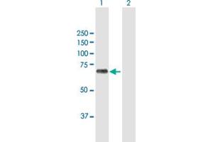 Western Blot analysis of BIRC3 expression in transfected 293T cell line by BIRC3 MaxPab polyclonal antibody. (BIRC3 antibody  (AA 1-604))