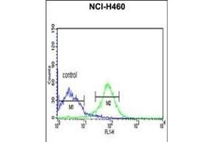 FKBP14 Antibody (N-term) (ABIN390491 and ABIN2840850) flow cytometric analysis of NCI- cells (right histogram) compared to a negative control cell (left histogram).