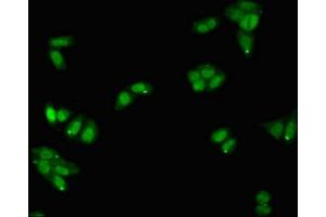 Immunofluorescent analysis of HepG2 cells using ABIN7163528 at dilution of 1:100 and Alexa Fluor 488-congugated AffiniPure Goat Anti-Rabbit IgG(H+L) (SERPINA5 antibody  (AA 157-367))
