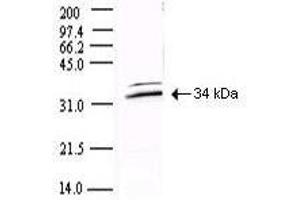 Western blot using  Protein A Purified anti-SARS CoV 3CL Protease antibody shows detection of a 34-kDa band corresponding to the protein. (SARS-CoV-2 NSP5 (3CL-Pro) antibody)