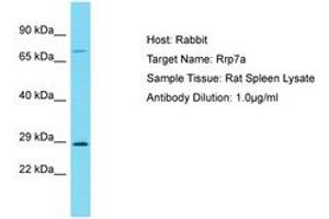 Image no. 1 for anti-Ribosomal RNA Processing 7 Homolog A (RRP7A) (C-Term) antibody (ABIN6750304) (RRP7A antibody  (C-Term))