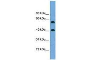 Image no. 1 for anti-Telomeric Repeat Binding Factor 2, Interacting Protein (TERF2IP) (AA 215-264) antibody (ABIN6744163) (RAP1 antibody  (AA 215-264))