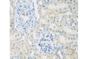 Immunohistochemistry of paraffin-embedded Rat kidney using ENPEP Polyclonal Antibody at dilution of 1:200 (40x lens). (ENPEP antibody)