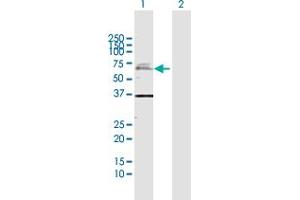 Western Blot analysis of USP2 expression in transfected 293T cell line by USP2 MaxPab polyclonal antibody.