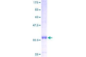 ATP5I Protein (AA 1-69) (GST tag)