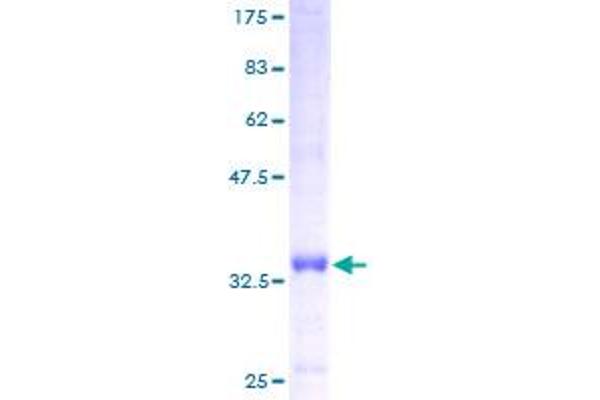 ATP5I Protein (AA 1-69) (GST tag)