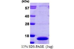 Cell Division Cycle 26 Homolog (CDC26) (AA 1-85) protein (His tag)