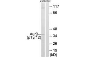 Western blot analysis of extracts from K562 cells, using AurB (Phospho-Tyr12) Antibody. (Aurora Kinase B antibody  (pTyr12))