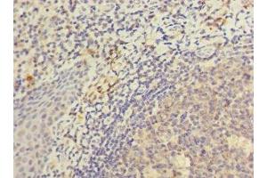 Immunohistochemistry of paraffin-embedded human tonsil tissue using ABIN7157532 at dilution of 1:100 (KIR3DL3 antibody  (AA 26-322))