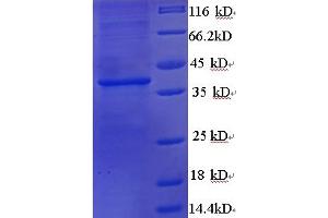 SDS-PAGE (SDS) image for Wingless-Type MMTV Integration Site Family, Member 3A (WNT3A) (AA 19-351), (partial) protein (His tag) (ABIN5712982) (WNT3A Protein (AA 19-351, partial) (His tag))