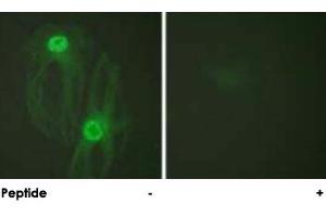 Immunofluorescence analysis of HeLa cells, using KIF11 polyclonal antibody . (KIF11 antibody)
