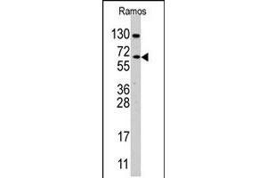 Western blot analysis of CDC25B polyclonal antibody  in Ramos cell line lysates (35 ug/lane). (CDC25B antibody  (Internal Region))