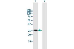 Western Blot analysis of HLA-DPB1 expression in transfected 293T cell line by HLA-DPB1 MaxPab polyclonal antibody.